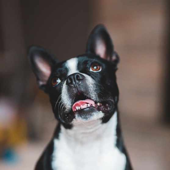 boston terrier dog cute boston terrier dog